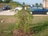 Yard 001.jpg