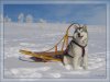 Sled_Dog_Poster_Wallpaper__yvt2.jpg