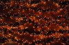 Dillema of lights.jpg Dillema of lights.jpg