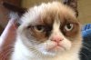 Grumpy-Cat_article_story_large.jpg