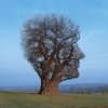 Tree-Of-Half-Life-Storm_-Thorgerson.jpg