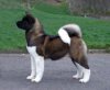 Akita pinto.jpg