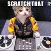 Cat.jpg