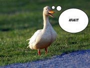 a flac.jpg