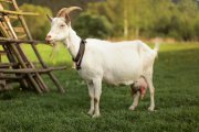 goat-hyde-park-t.jpg