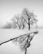 still stream reflecting trees in winter.jpg