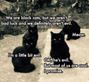 evil kitties.png