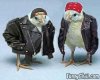biker-chicks.jpg