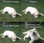 dog.png