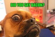 did-you-say-bacon-450x300.jpg