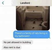 rats.jpg