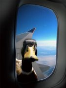 plane window 02 duck-in-the-airplane-window.jpg