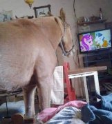 mlp.jpg