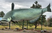 Muddy_the_Mudcat__Worlds_Largest_Mudcat_1_492c2e74-5056-b3a8-499d5e9d96357499.jpg