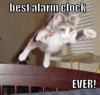 kittyalarmclock.jpg