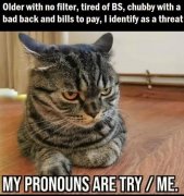cat.jpg