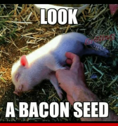 bacon.png