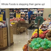 deer.png