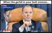 gerbil.JPG