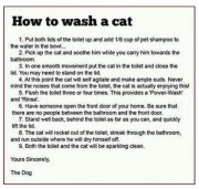WashCat.jpg